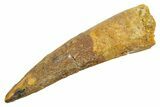 Fossil Spinosaurus Tooth - Real Dinosaur Tooth #363477-1
